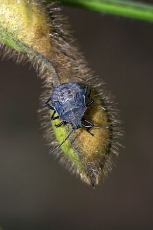 stinkbug