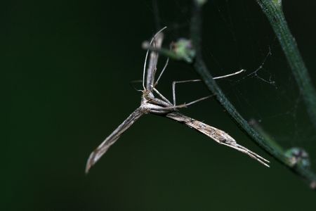 sweet potato plume moth