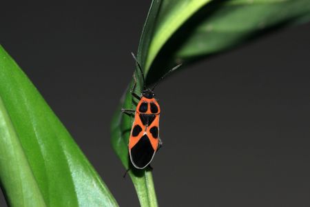 stinkbug