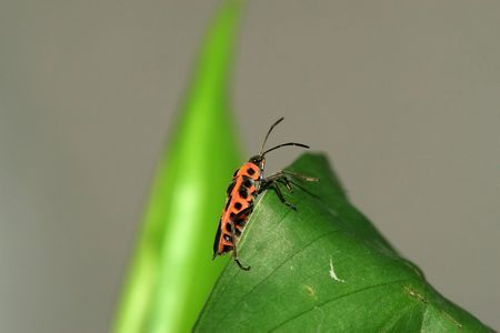 stinkbug