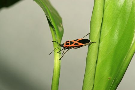stinkbug
