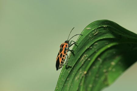 stinkbug