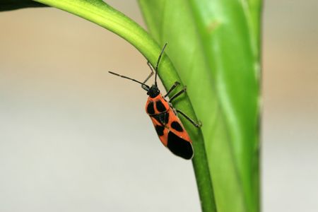 stinkbug