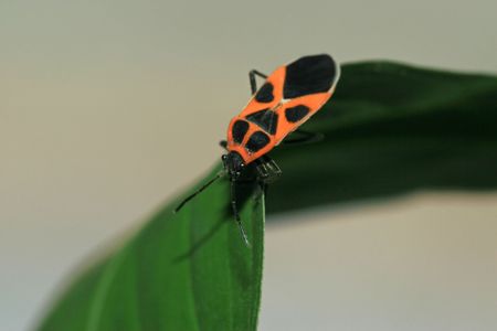 stinkbug