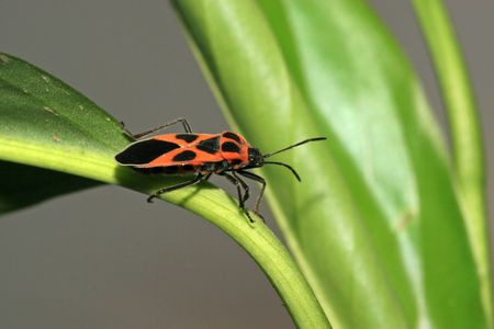 stinkbug