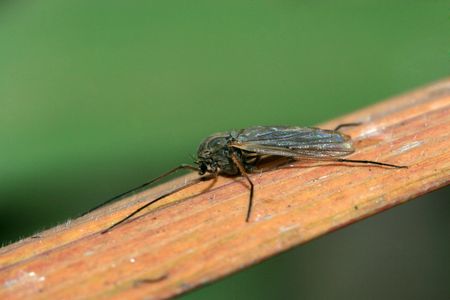 mosquito