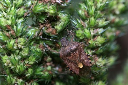 stinkbug