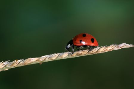 ladybug