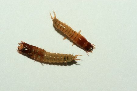 grub