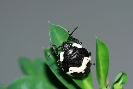 stinkbug