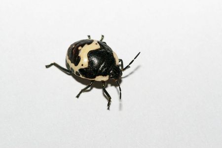 stinkbug