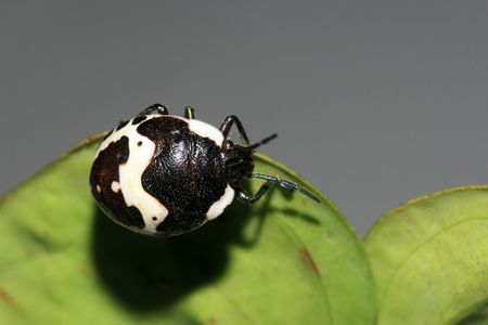 stinkbug