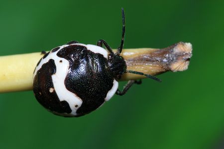 stinkbug