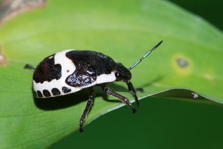stinkbug