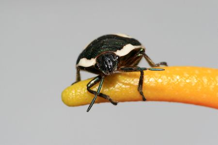 stinkbugの写真素材