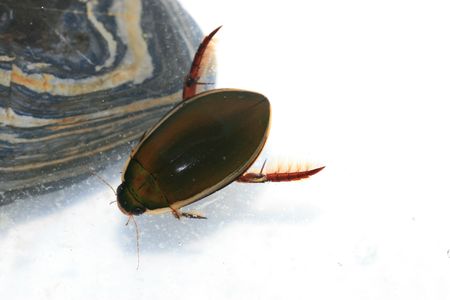 insectsの写真素材