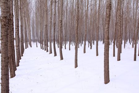 branches in the snowの写真素材