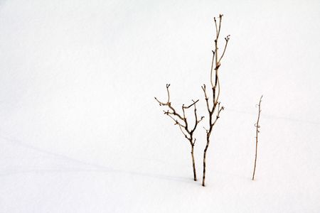 branches in the snow の写真素材