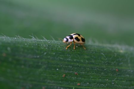 a kind of insects named ladybugの写真素材