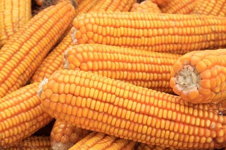 close-up of fresh corns