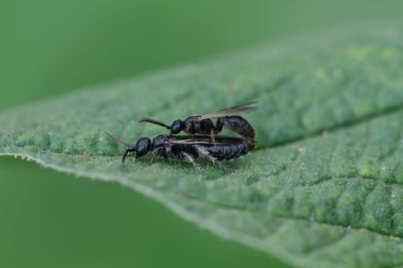 two insects on the leaves,they love