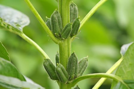 sesame capsule one year old plant の写真素材