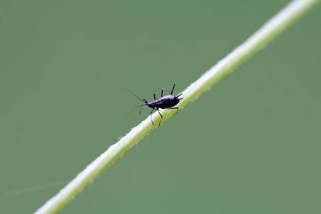 a kind of insects named aphids の写真素材