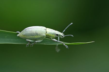 close-up shot of a green weevil on a green leafの写真素材