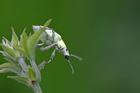 close-up shot of a green weevil on a green leafの写真素材