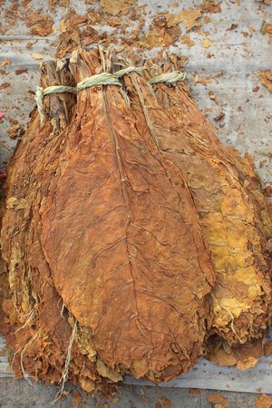 dry tobacco leaf in north chinaの写真素材