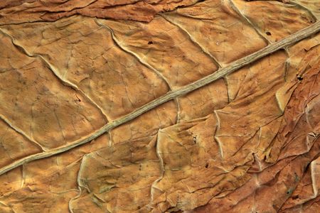 dry tobacco leaf in north chinaの写真素材