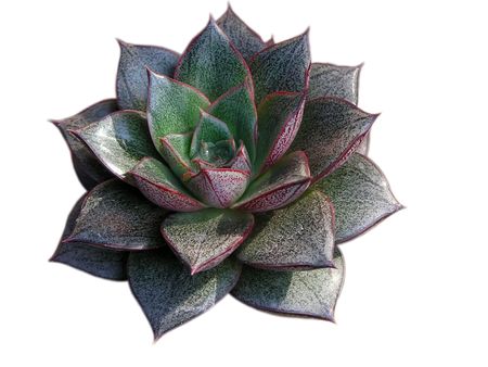 close up of fleshy ornamental plants.の写真素材