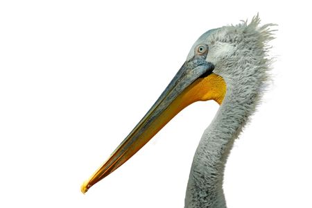 close up of pelican, wild animal, North China.の写真素材