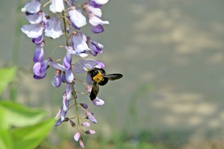 wisteria flowers and hornet in a garden, in early spring, gives the impression of a thriving.