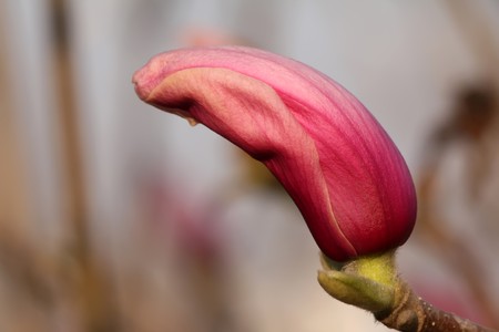 a kind of early spring flowers の写真素材