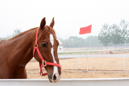 close up of a horse, north china の写真素材