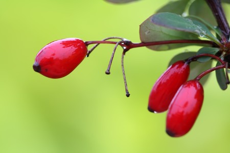 close up of purple berberis, red fruit with green leaves.