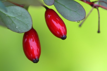 close up of purple berberis, red fruit with green leaves.の写真素材