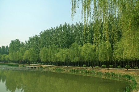 trees by the lake, north china.の写真素材