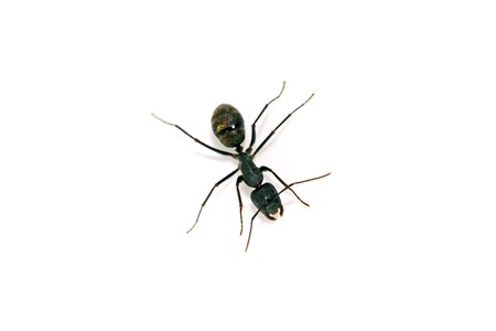 a kind of ants named camponotus japonicus の写真素材