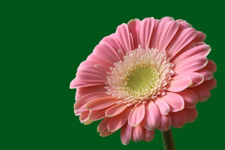 close up of gerbera flowers on a simple color background.の写真素材