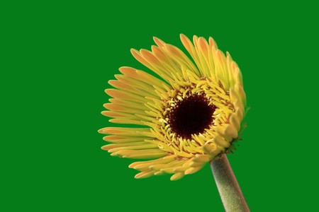 close up of gerbera flowers on a simple color background.の写真素材