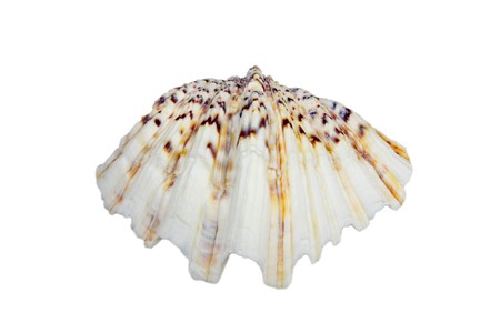 beautiful shells in a white background