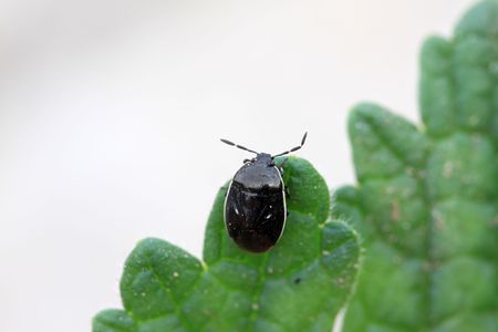 a kind of insects stinkbug, close up of pictures.の写真素材