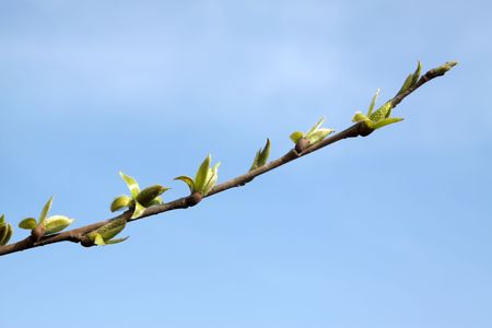 willow shoots in the blue sky, beautiful natural scenery, Luannan County, Hebei Province, China.の写真素材