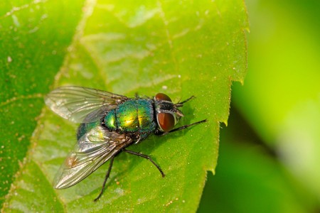 a kind of insects named red-headed flies on a green leaf, in the natural wild state, Luannan County,...