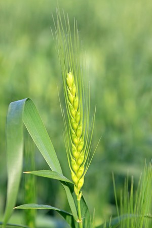 crops - wheat in the farmland, in rural areas, Luannan County, Hebei Province, China. 
の写真素材