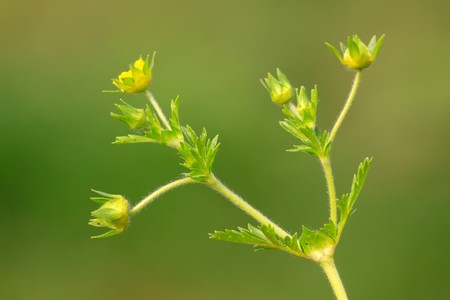 plant leaves on a green background, can be used as species of medicinal herbs, can treat disease.の写真素材
