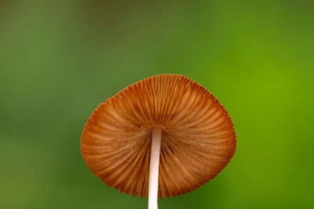 a kind of mushroom, close up of pictures on a simple background.
の写真素材