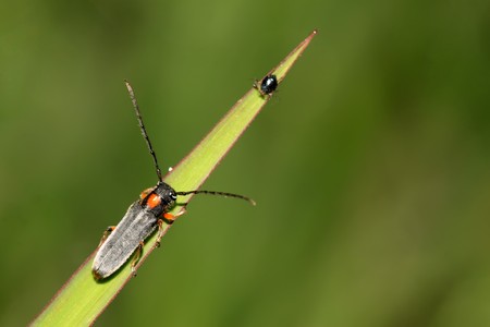 a kind of coleoptera cerambycidae insects, this insect with large pigtail, red spots on the back of the neck, is a pest. Luannan County, Hebei Province, China.
の写真素材